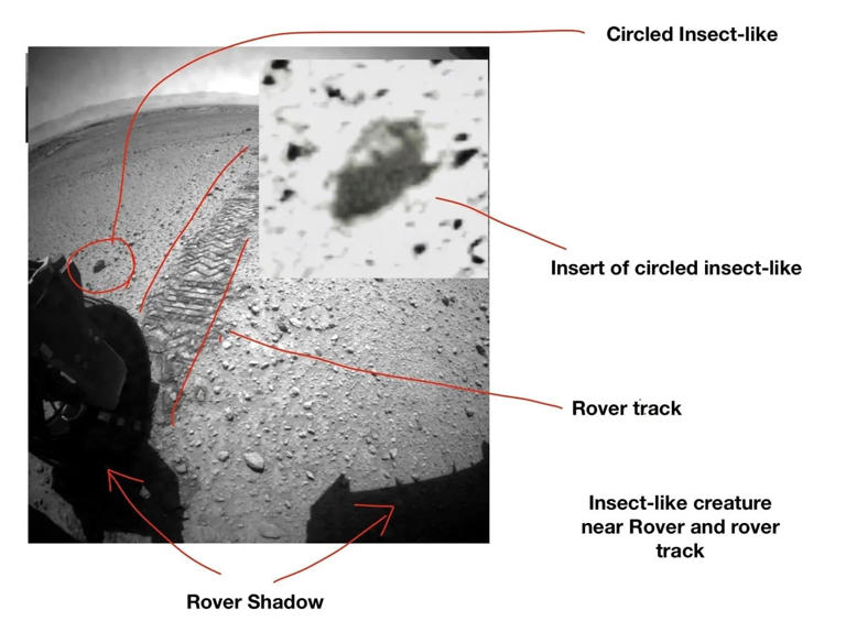 A professor says he found living creatures on Mars in rover photos ...