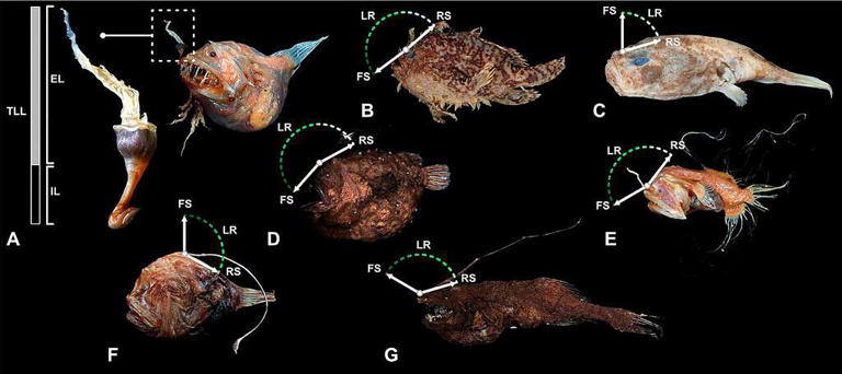 Anglerfish turned a simple fin into the ultimate fishing tool but it ...