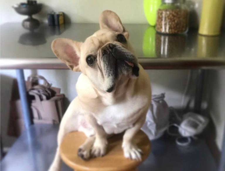 Cada vez más estadounidenses optan por curar a sus mascotas en México