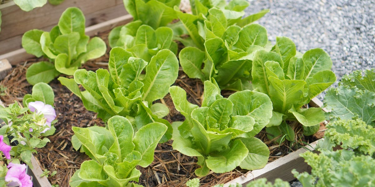 Grow Lettuce for Fresh Greens All Season