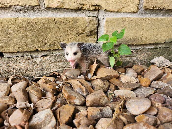 58 Unexpected Wild Animal Encounters That Caught People Off Guard