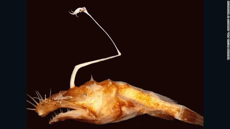 Anglerfish turned a simple fin into the ultimate fishing tool but it ...