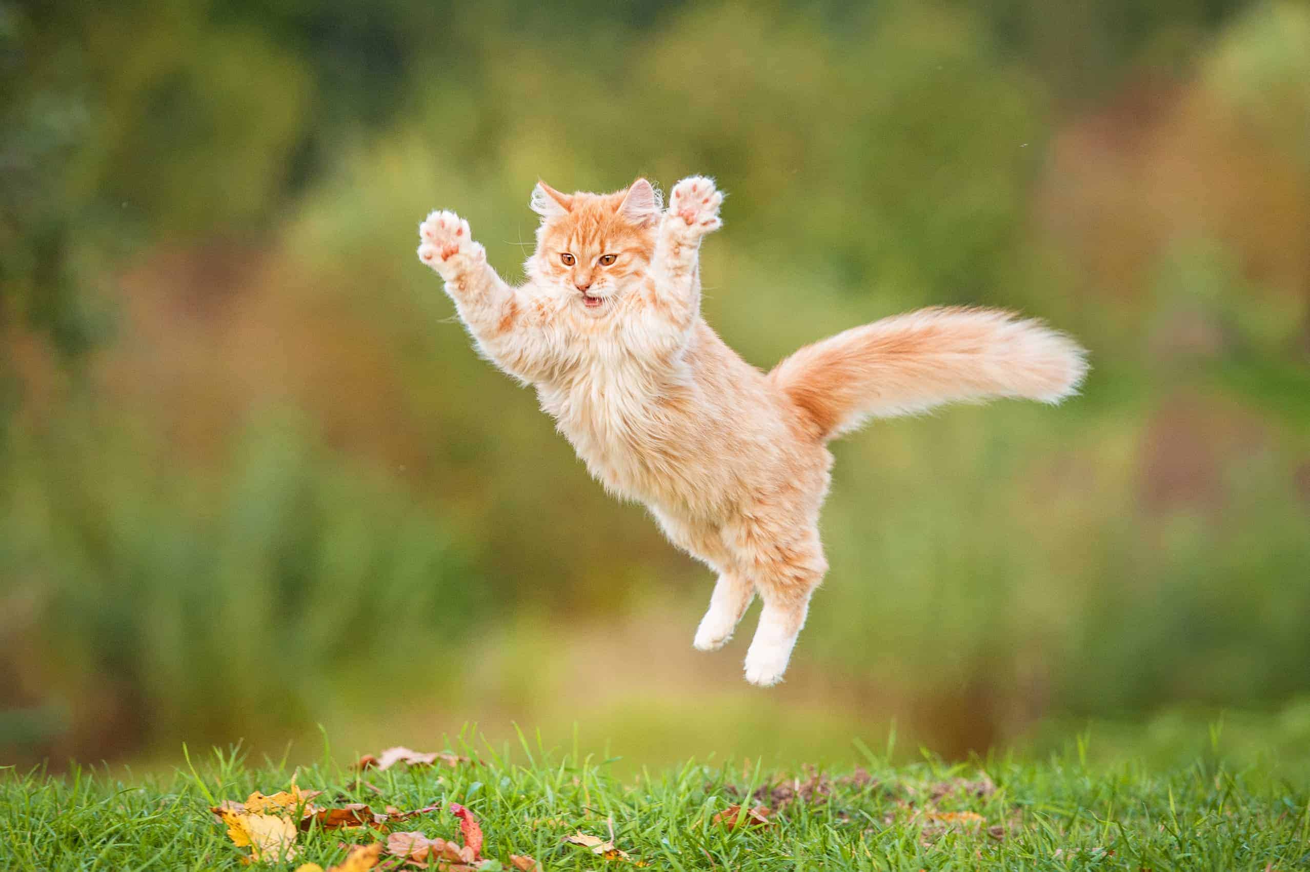 Cat owners: Stop doing these things if you want a happier, healthier cat