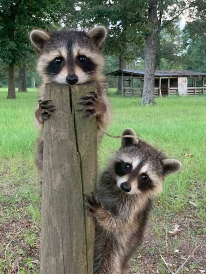58 Unexpected Wild Animal Encounters That Caught People Off Guard