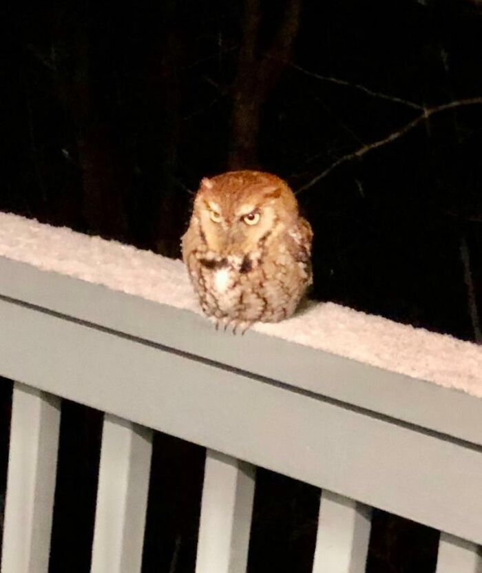 58 Unexpected Wild Animal Encounters That Caught People Off Guard