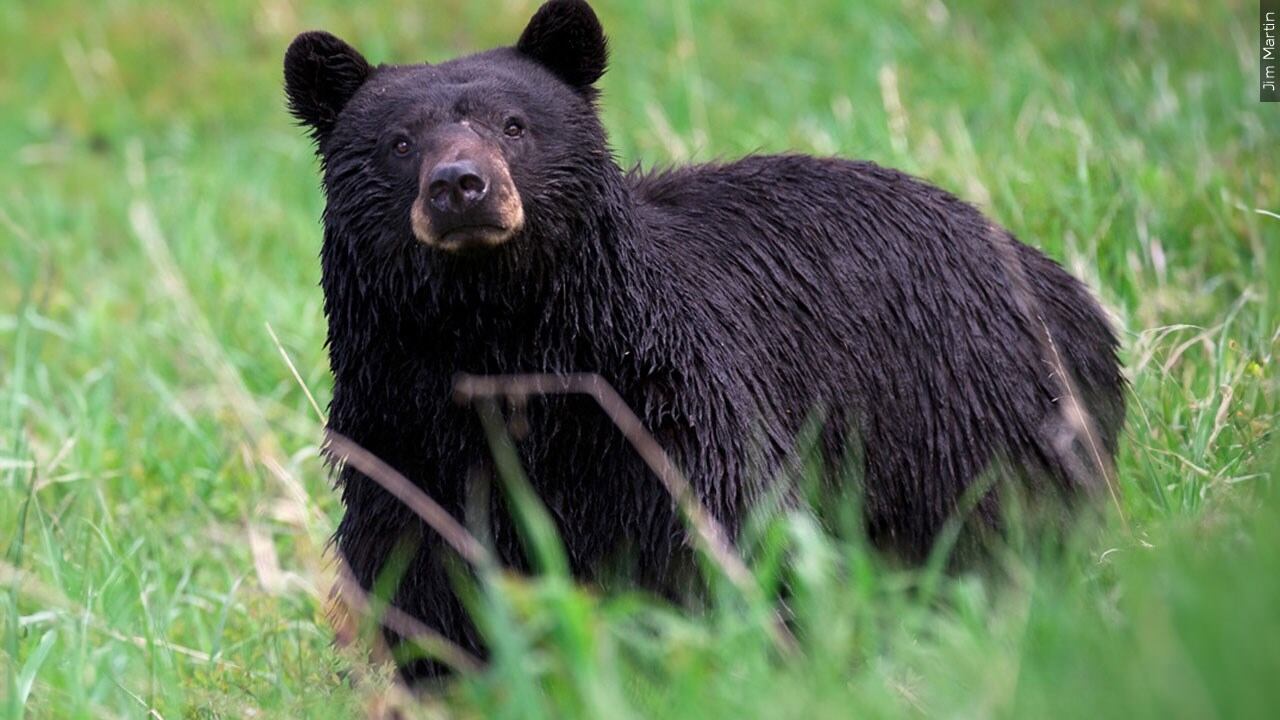 Three bear incidents prompt trail closure in Great Smoky Mountains