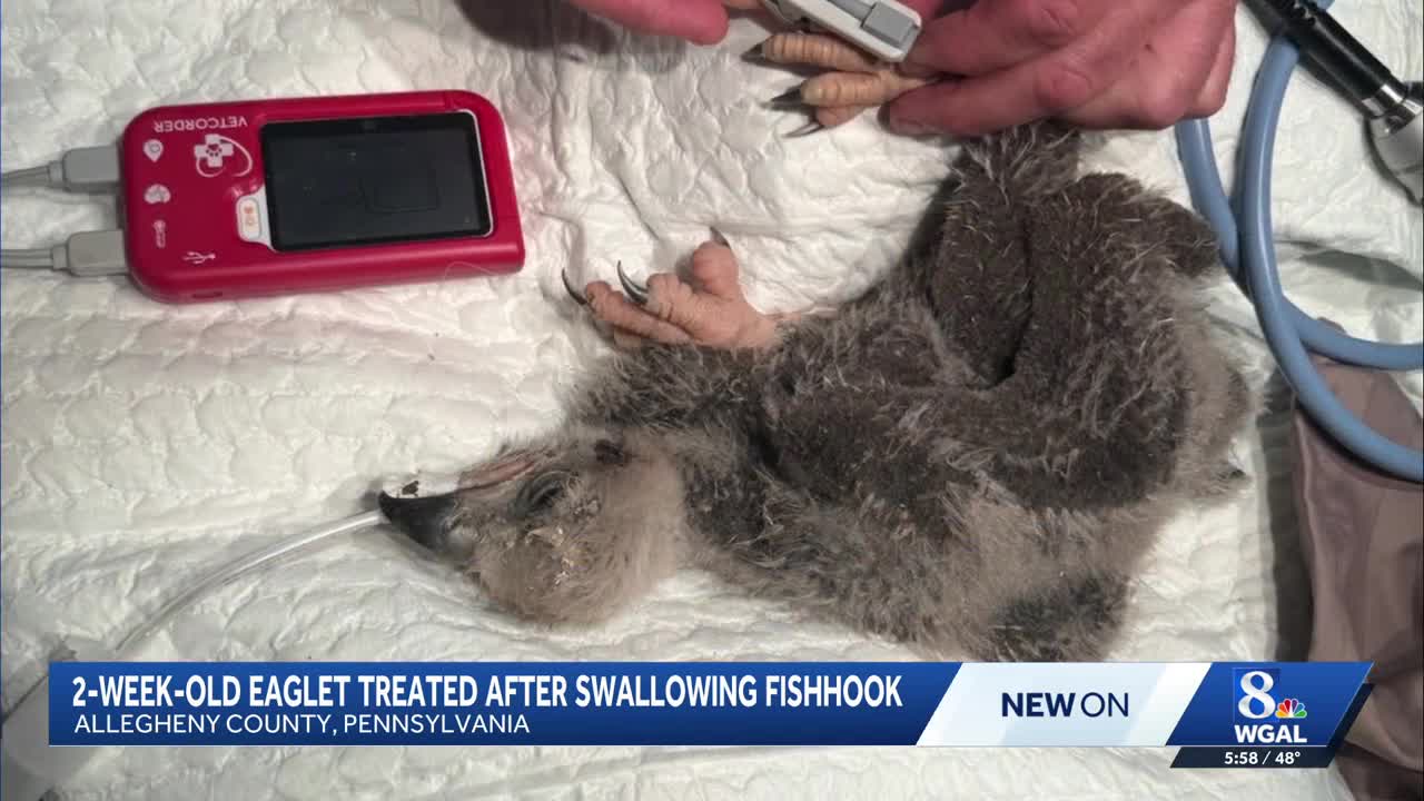 Bald eagle chick recovering after surgery to remove fish hook in ...