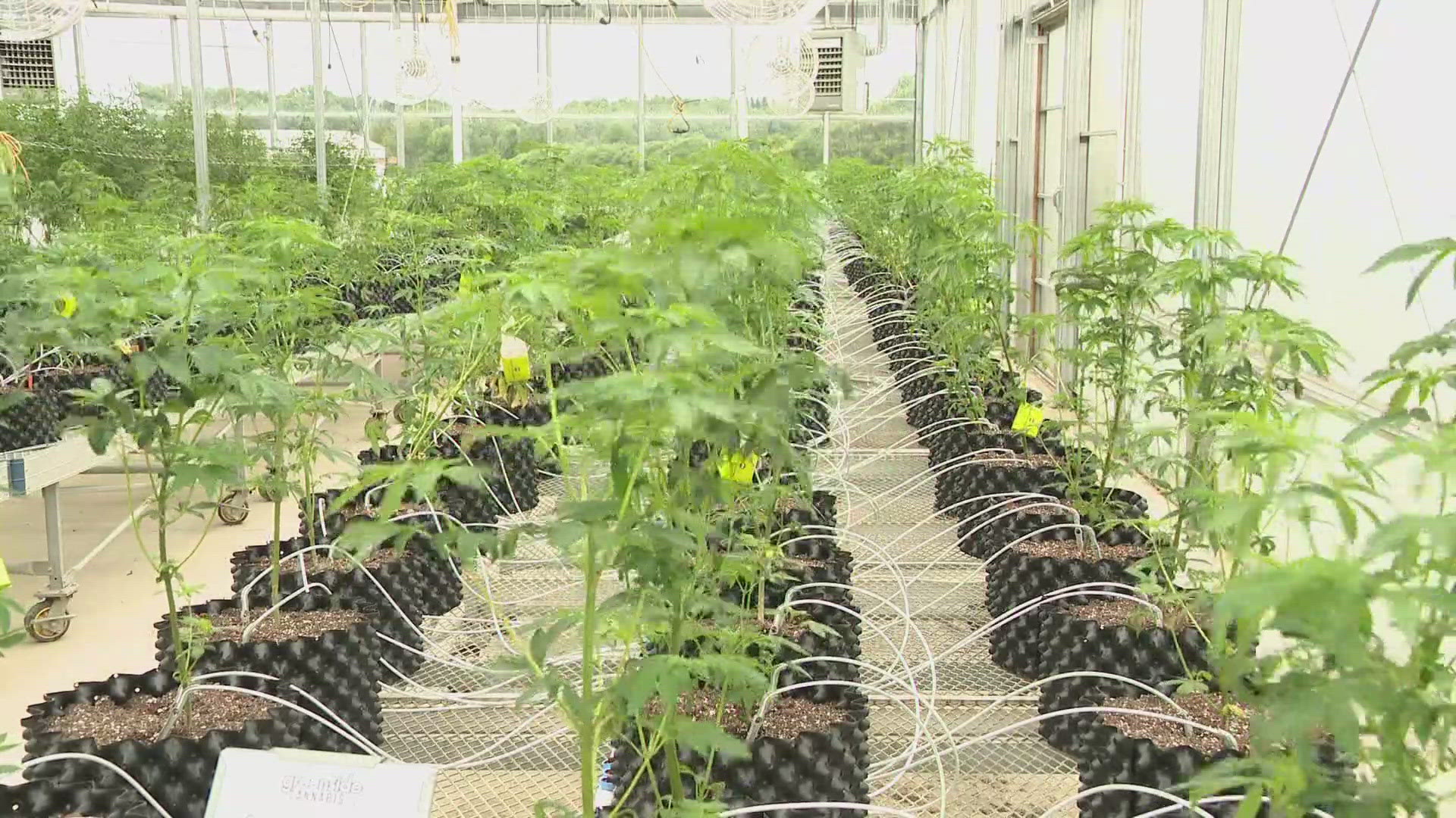 641 legal cannabis dispensaries have opened in New York State in the ...