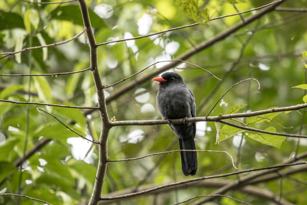 Birds and monkeys in the Amazon share information via 'internet of the ...