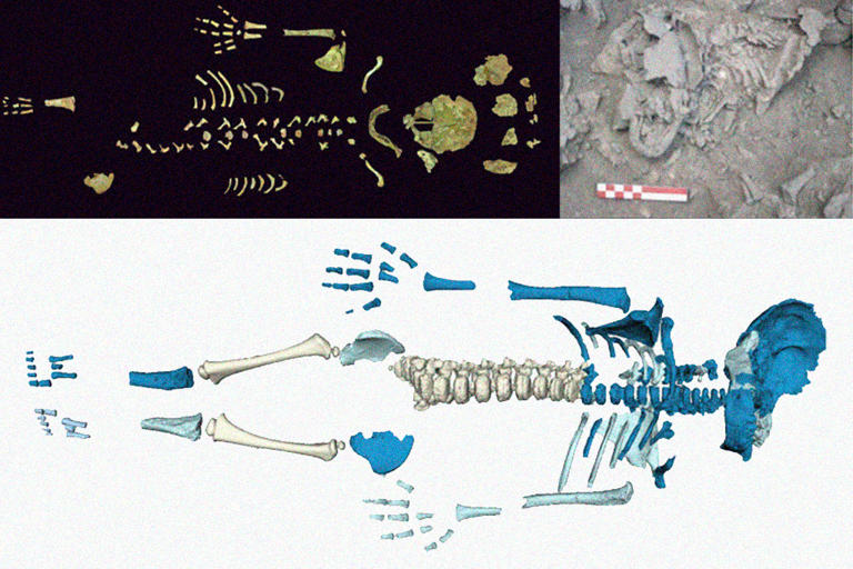 Bebês neandertais eram enormes, revela estudo com esqueleto