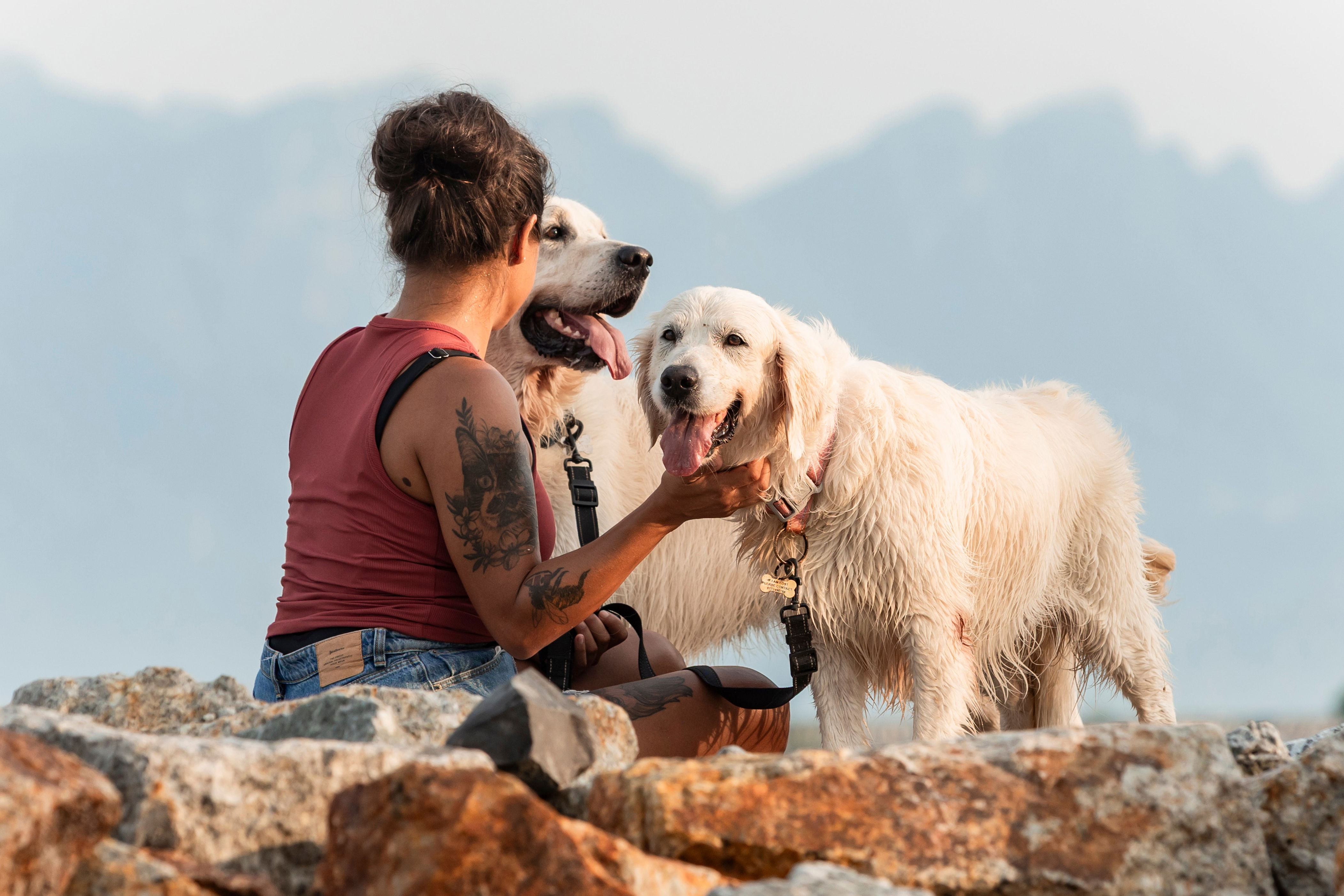 Person with two large, fluffy dogs sitting on rocky terrain with mountain backdrop