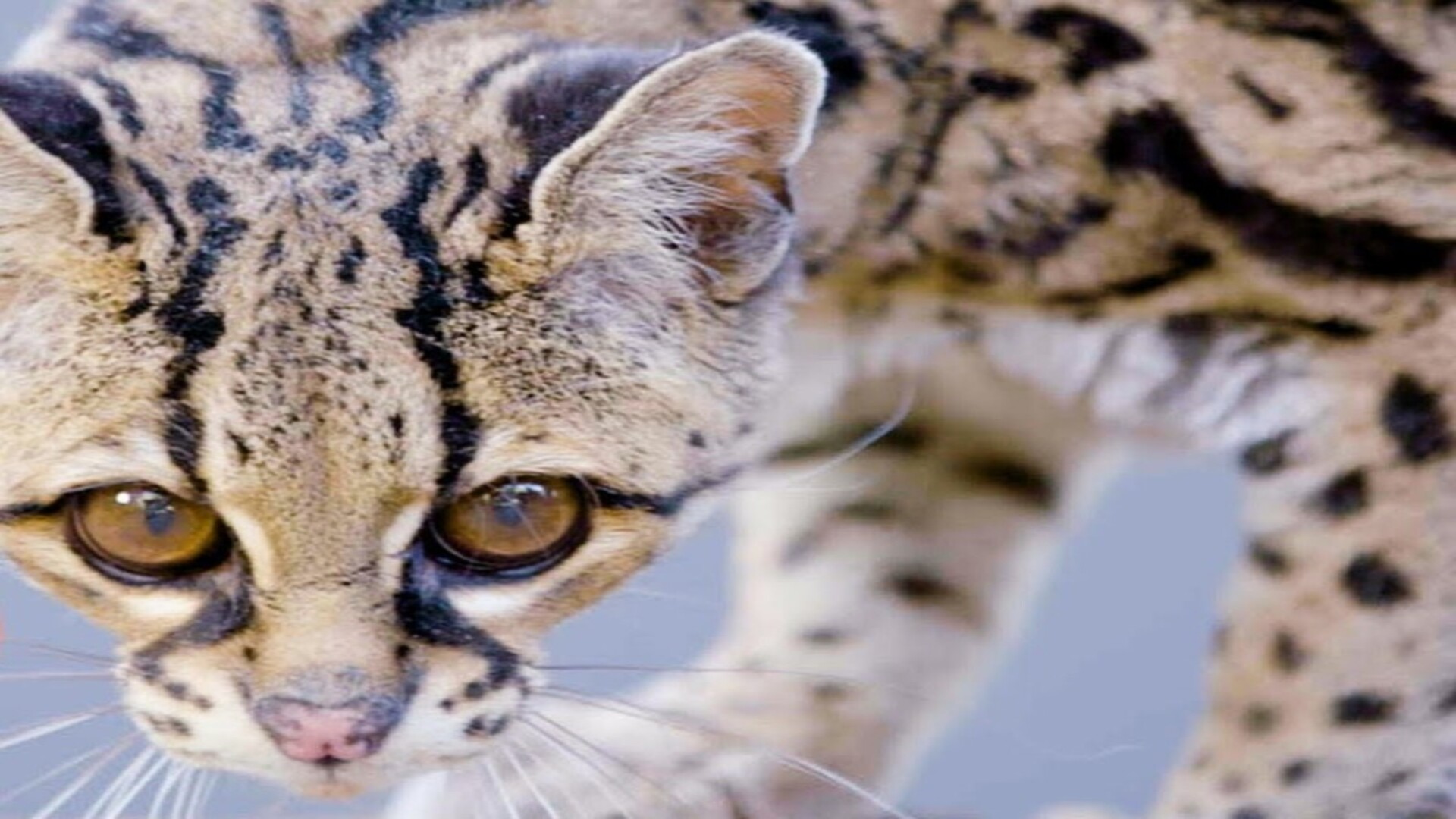 Button, the margay tree-dwelling wildcat at risk