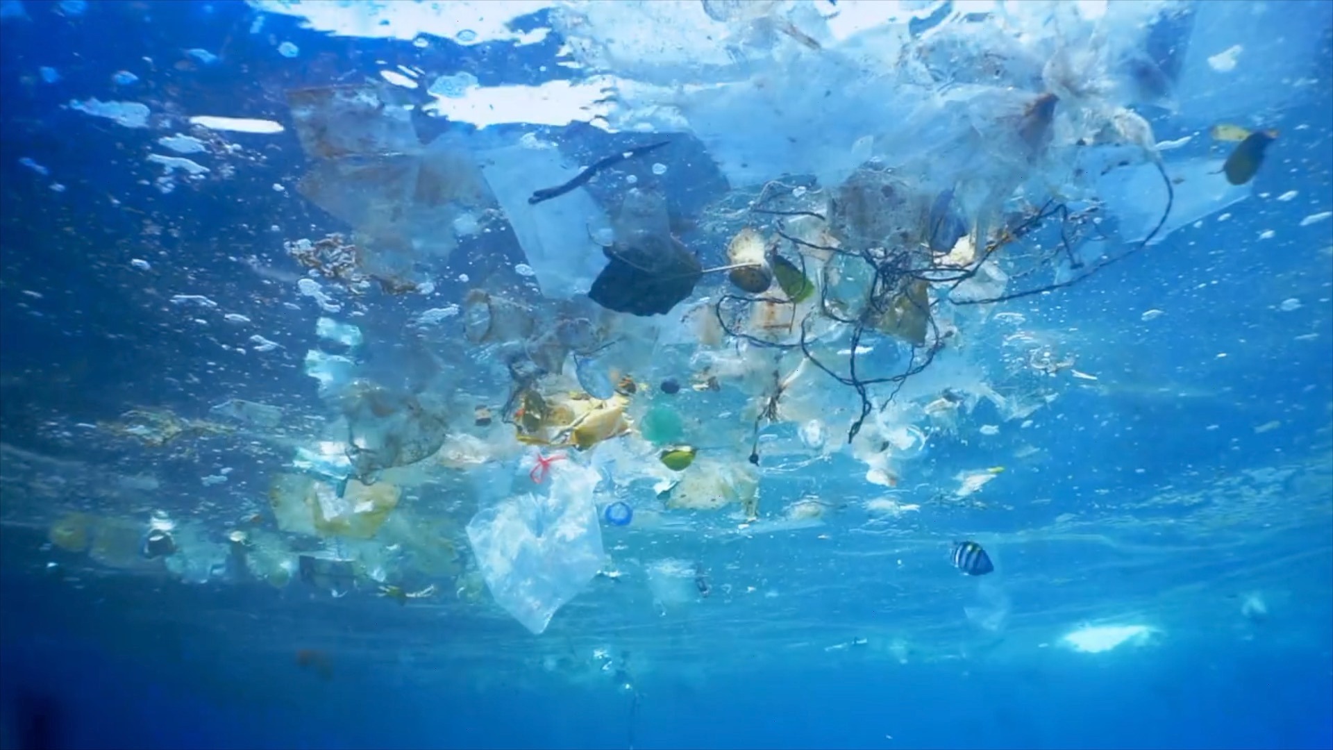 Great Pacific Garbage Patch hosts a distinct coastal-open ocean ecosystem