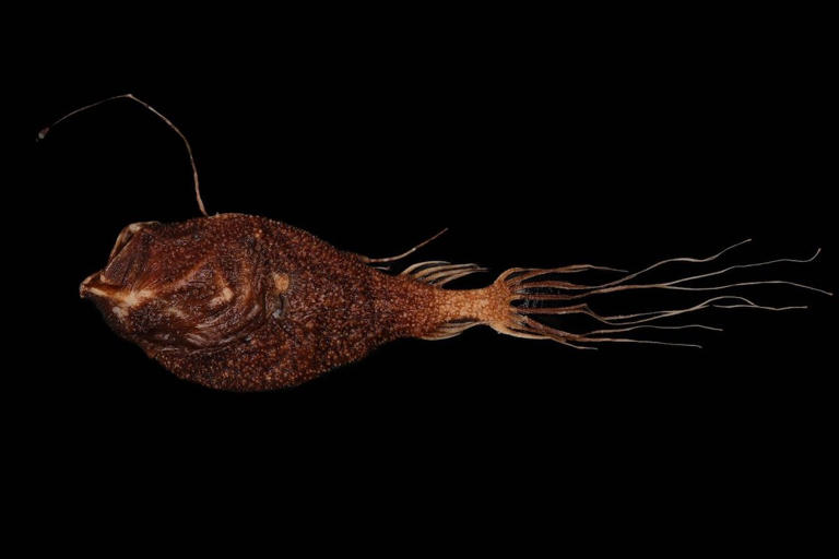 Anglerfish are known for their built-in fishing rods. New research ...
