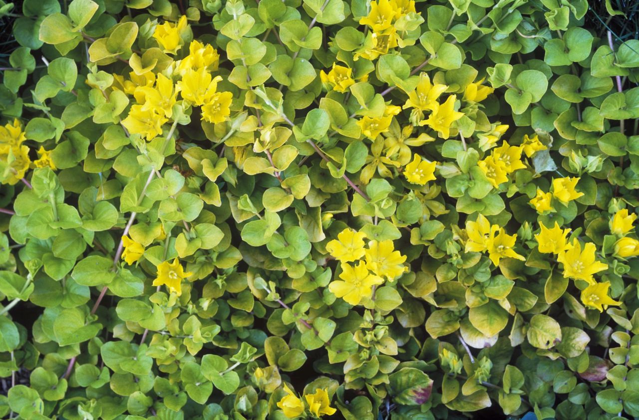 Creeping Jenny lawn cover