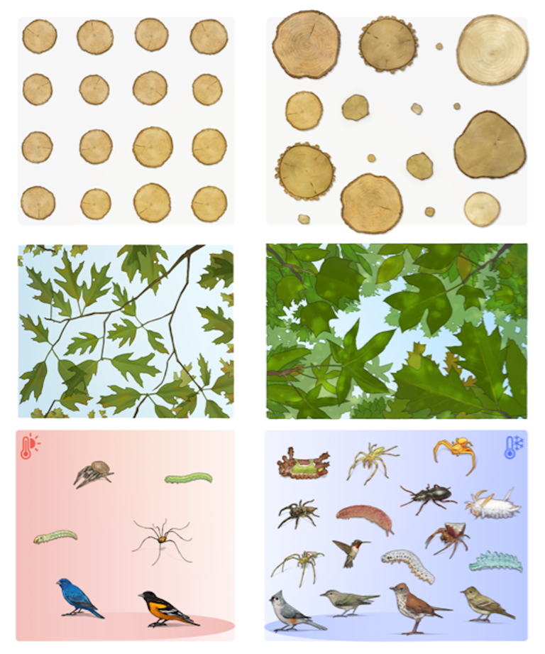 Don't just plant trees, plant forests to restore biodiversity for the ...