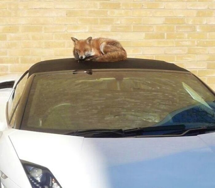 58 Unexpected Wild Animal Encounters That Caught People Off Guard