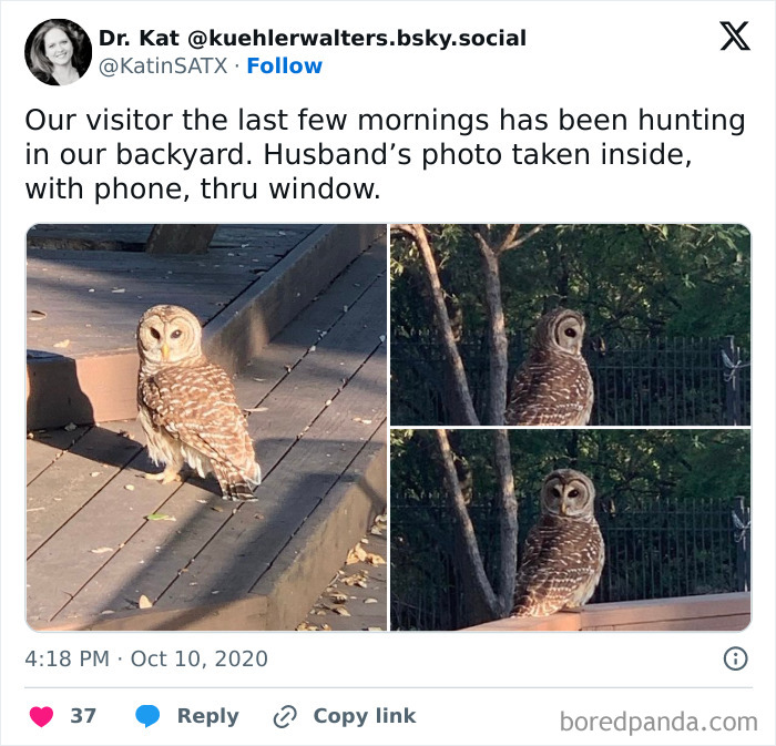 58 Unexpected Wild Animal Encounters That Caught People Off Guard