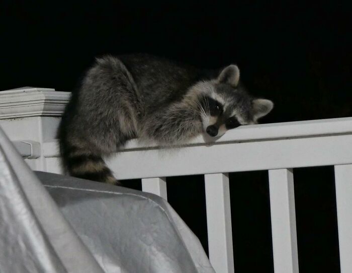 58 Unexpected Wild Animal Encounters That Caught People Off Guard
