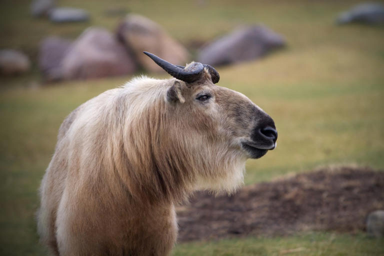 New animal species coming to Calgary Zoo this summer