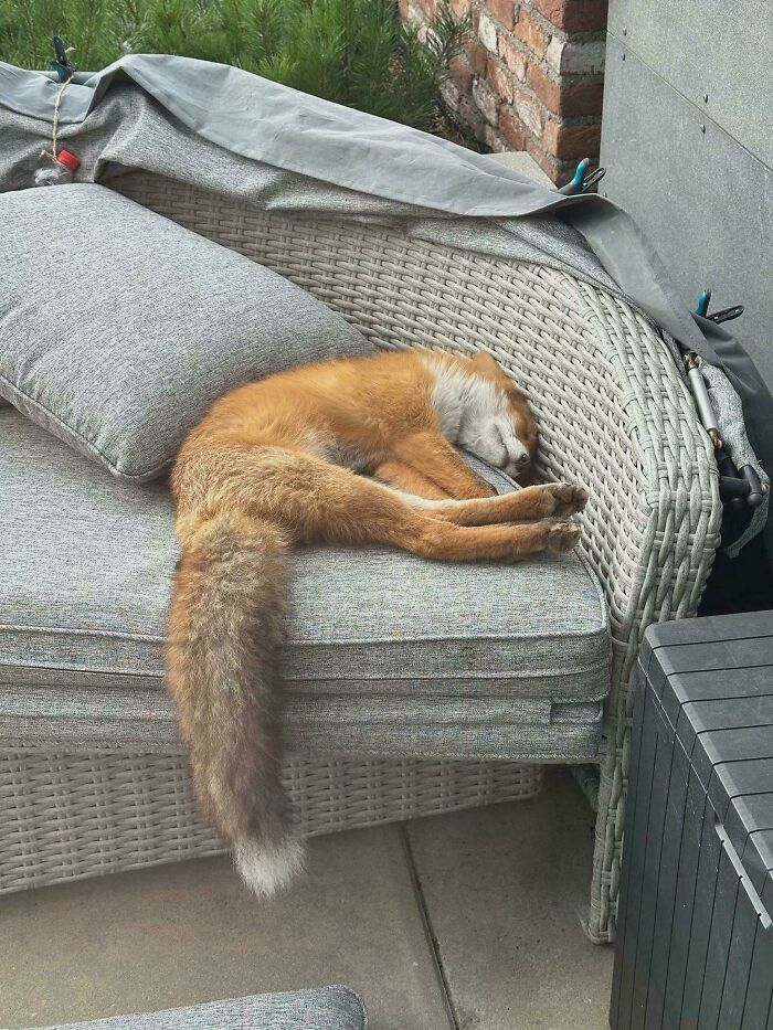 58 Unexpected Wild Animal Encounters That Caught People Off Guard