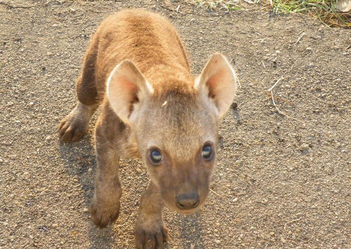 58 Unexpected Wild Animal Encounters That Caught People Off Guard
