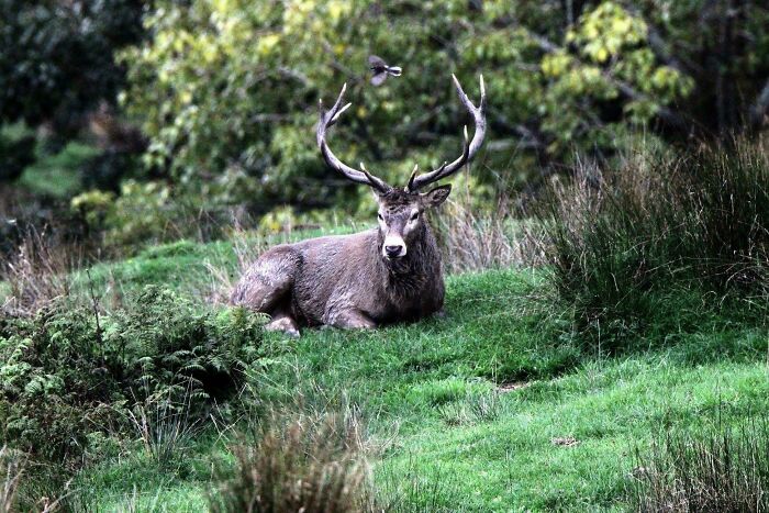 58 Unexpected Wild Animal Encounters That Caught People Off Guard