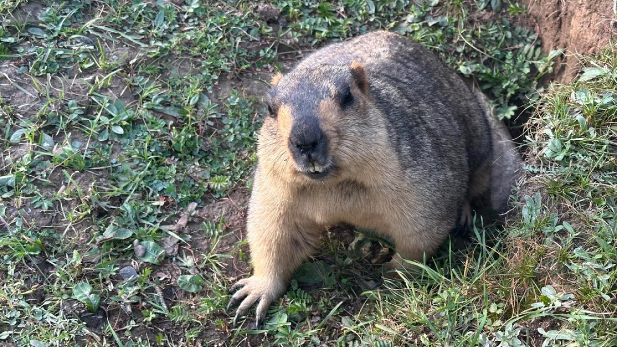 58 Unexpected Wild Animal Encounters That Caught People Off Guard