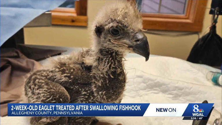 Bald eagle chick in western Pa. undergoes emergency surgery after ...