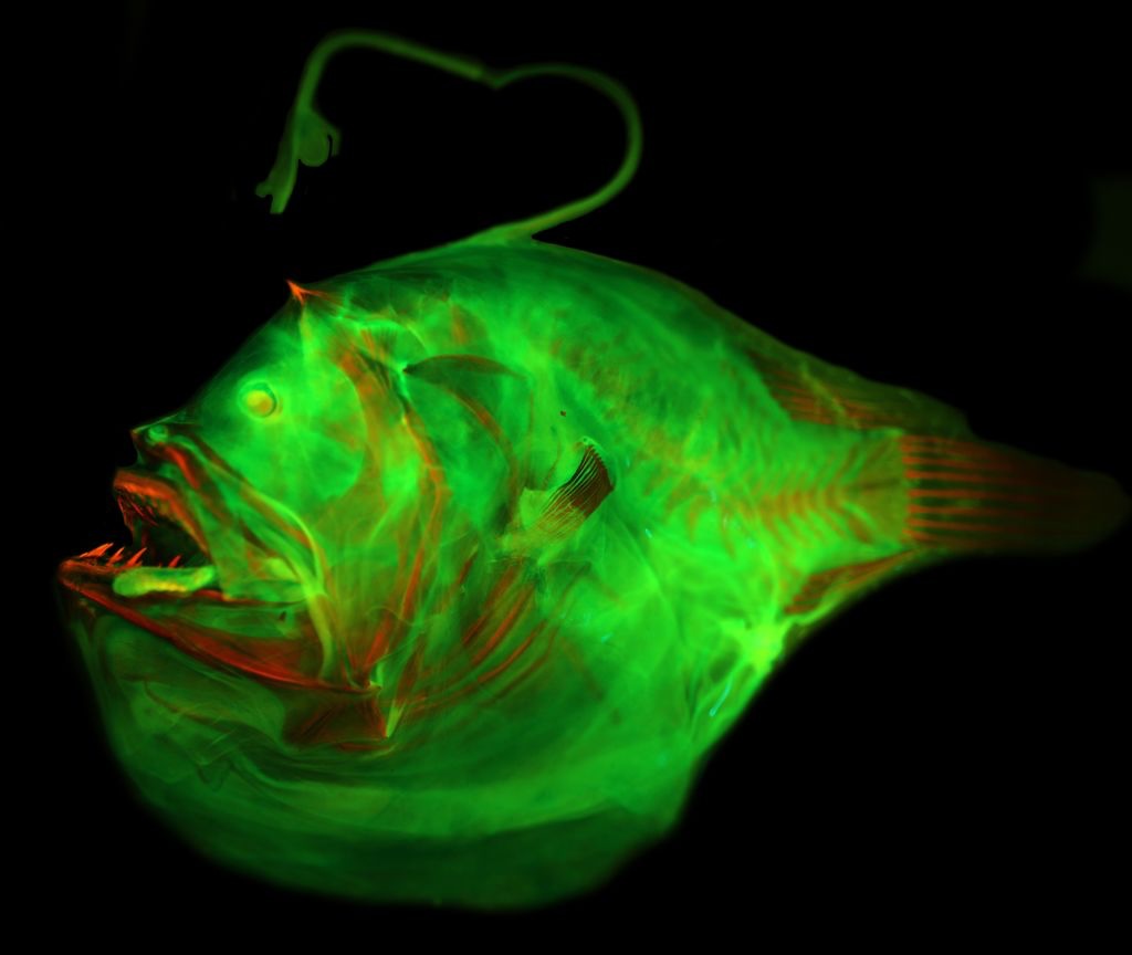 Anglerfish are known for their built-in fishing rods. New research ...