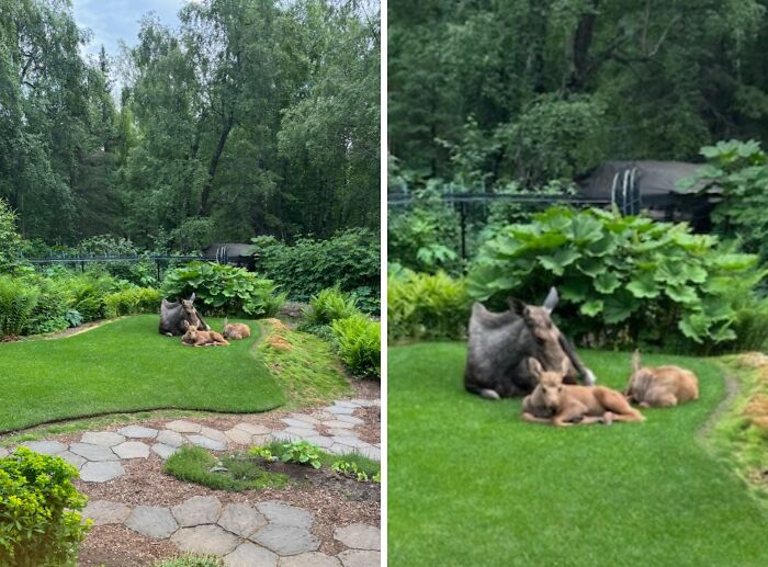 58 Unexpected Wild Animal Encounters That Caught People Off Guard