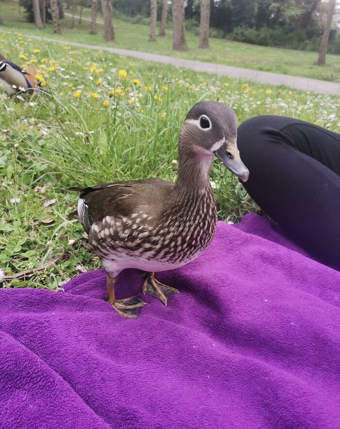 58 Unexpected Wild Animal Encounters That Caught People Off Guard