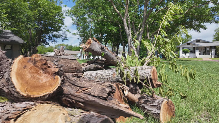 Risk of toppling trees increasing as months-long drought continues ...
