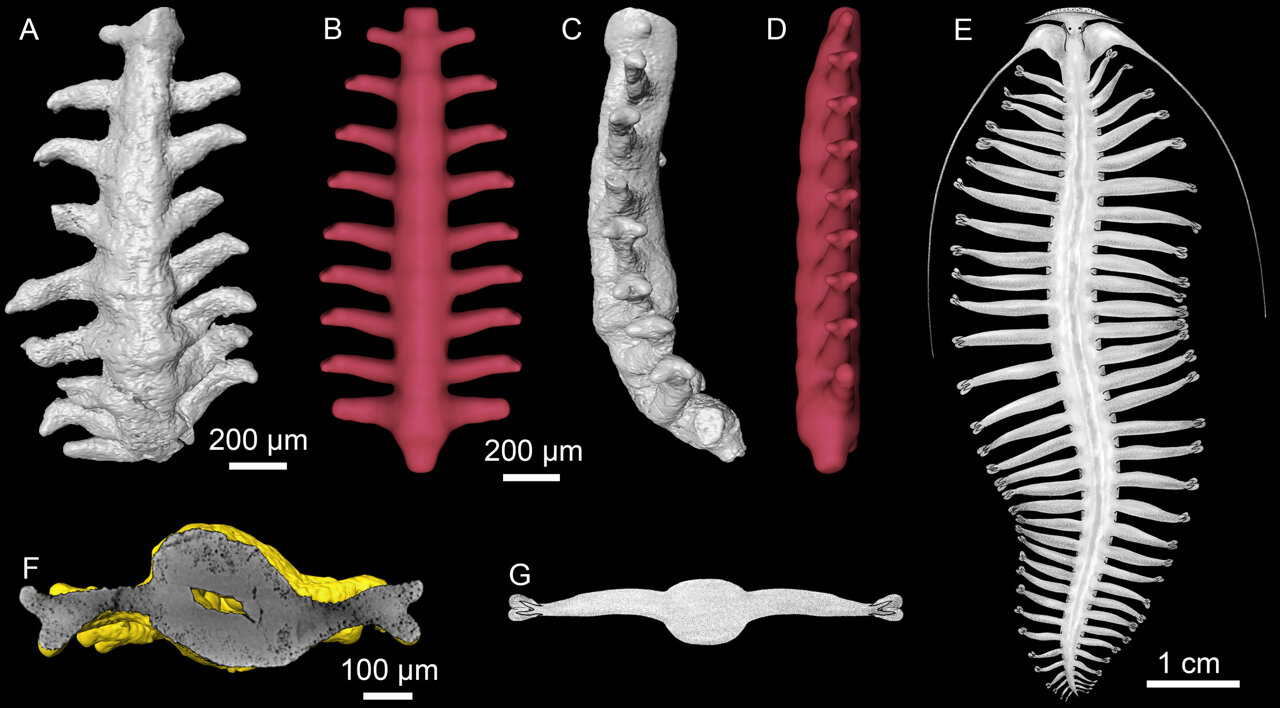 Cambrian microfossils reveal earliest known ringed worms from 535 ...