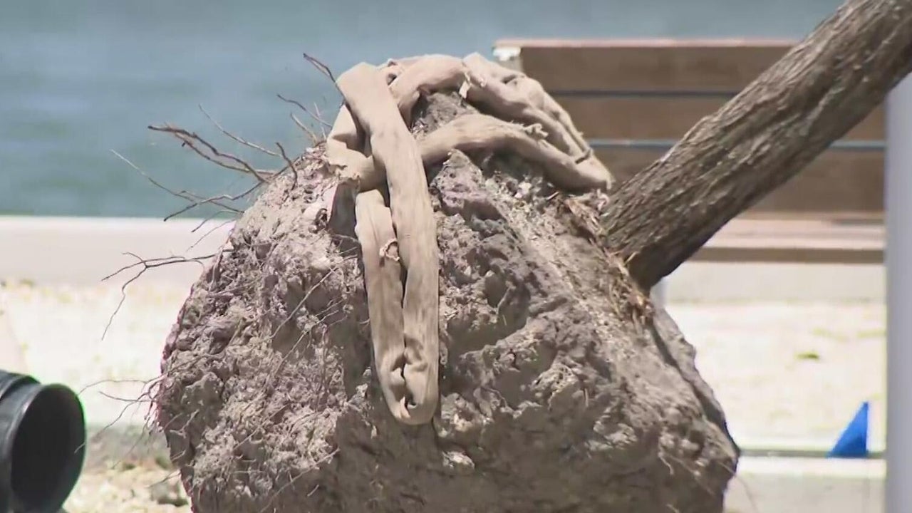 Miami leaders push back after residents demand halt to tree removal ...