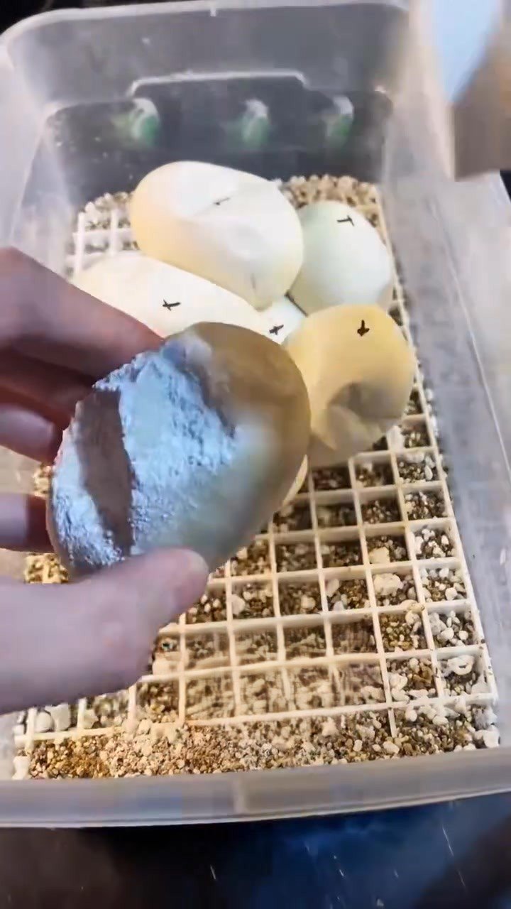 The Molinaro Snake Lab: A difficult update