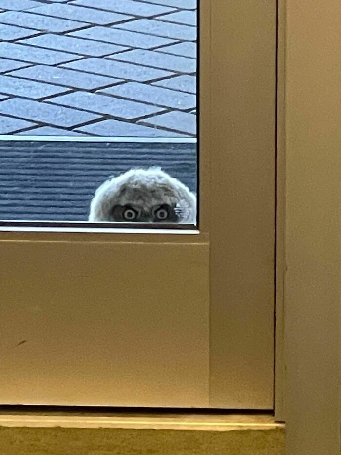 58 Unexpected Wild Animal Encounters That Caught People Off Guard