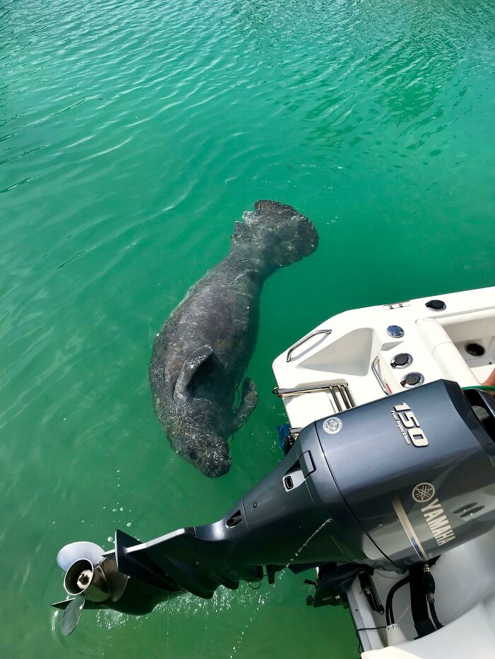 58 Unexpected Wild Animal Encounters That Caught People Off Guard