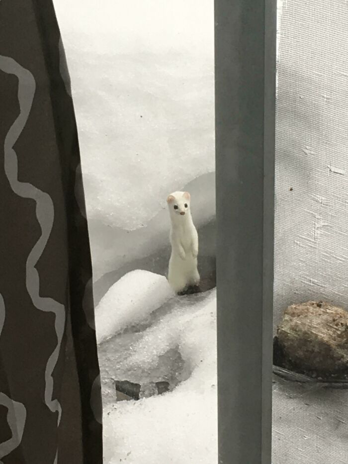 58 Unexpected Wild Animal Encounters That Caught People Off Guard