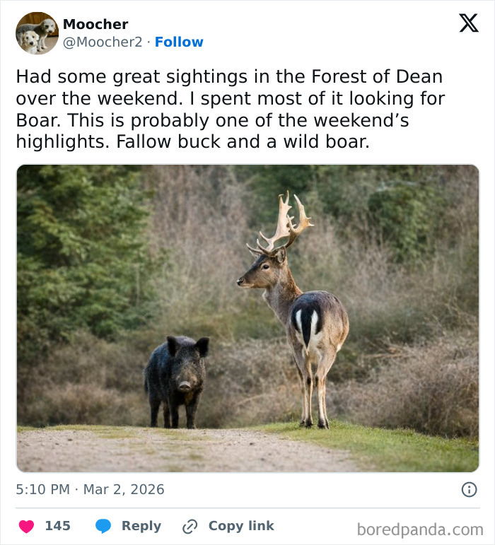 58 Unexpected Wild Animal Encounters That Caught People Off Guard