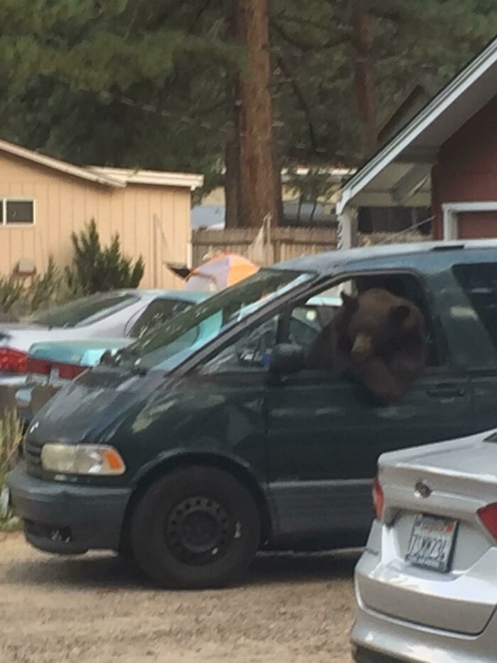 58 Unexpected Wild Animal Encounters That Caught People Off Guard