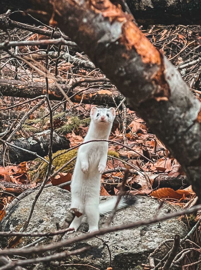 58 Unexpected Wild Animal Encounters That Caught People Off Guard