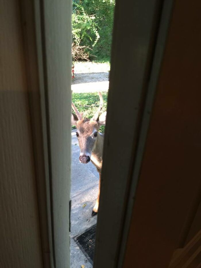 58 Unexpected Wild Animal Encounters That Caught People Off Guard