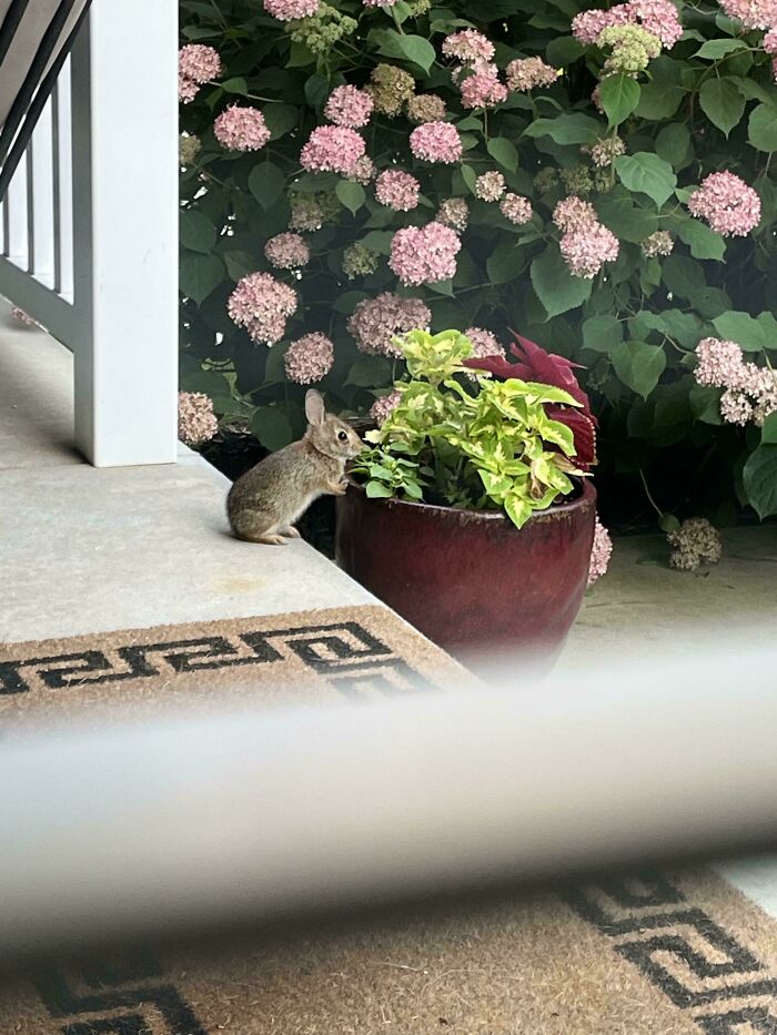 58 Unexpected Wild Animal Encounters That Caught People Off Guard