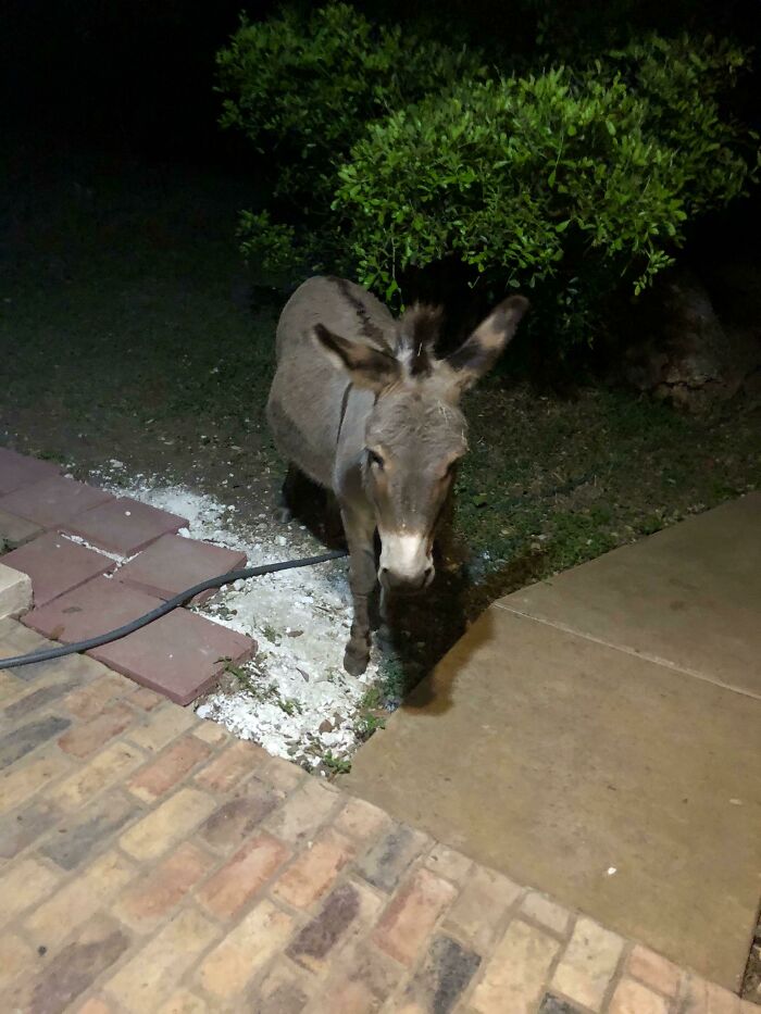 58 Unexpected Wild Animal Encounters That Caught People Off Guard