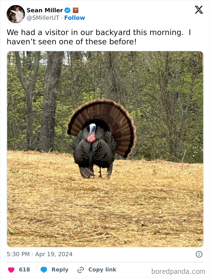 58 Unexpected Wild Animal Encounters That Caught People Off Guard