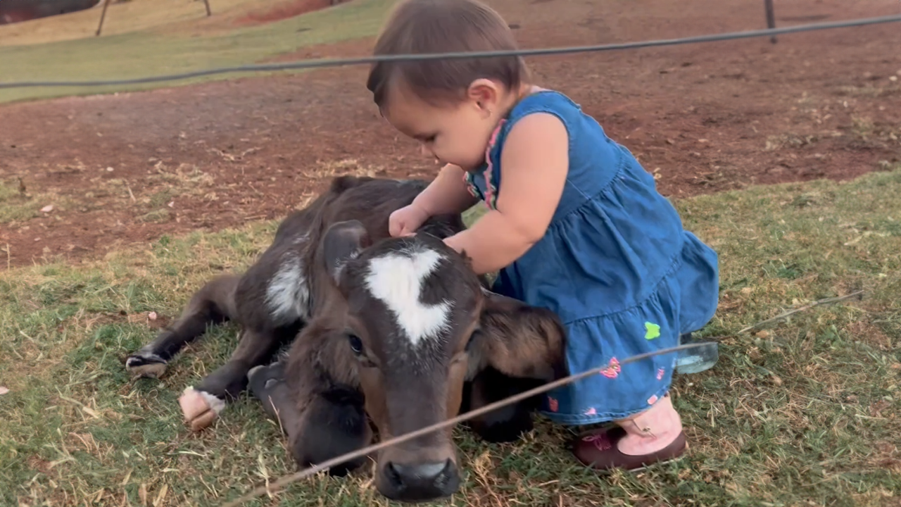Heartwarming bond between a cowgirl and calf
