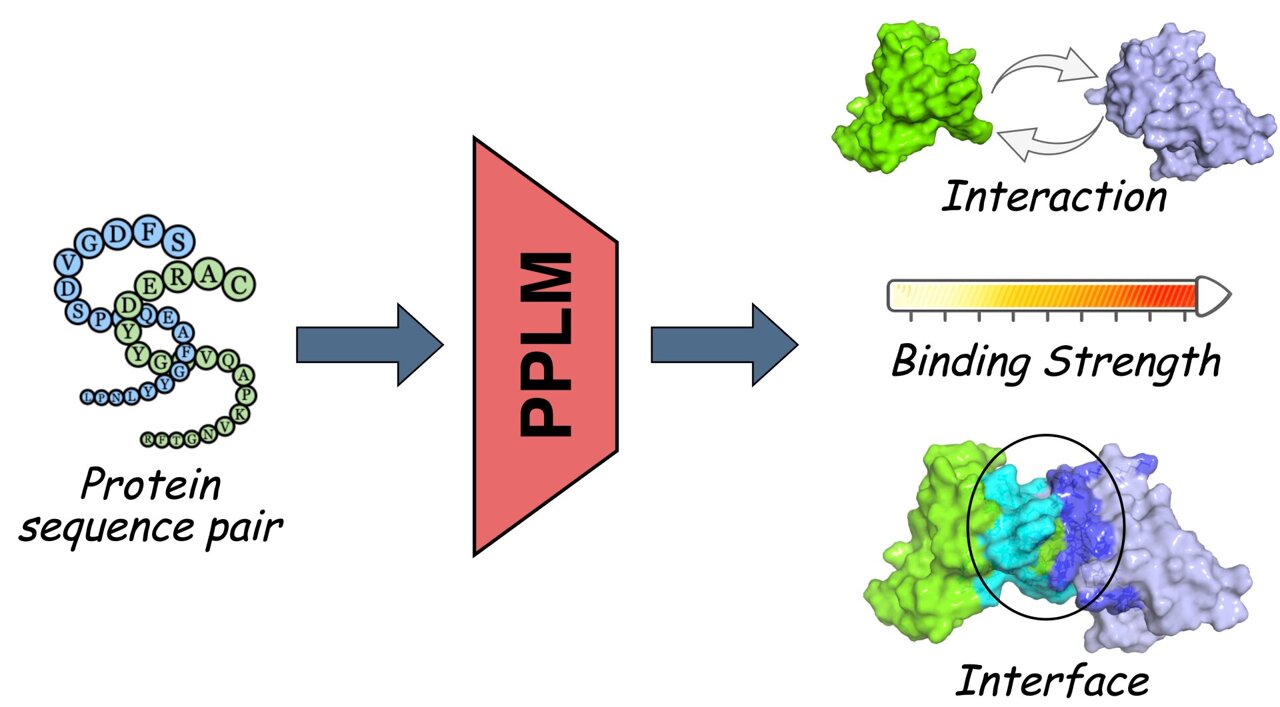 Singapore AI model boosts accuracy in protein interaction mapping