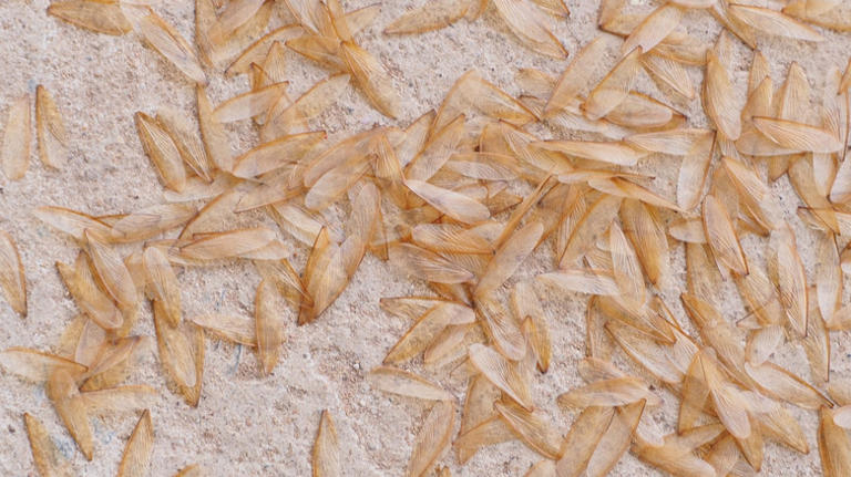 What to do if you find little insect wings on your floor