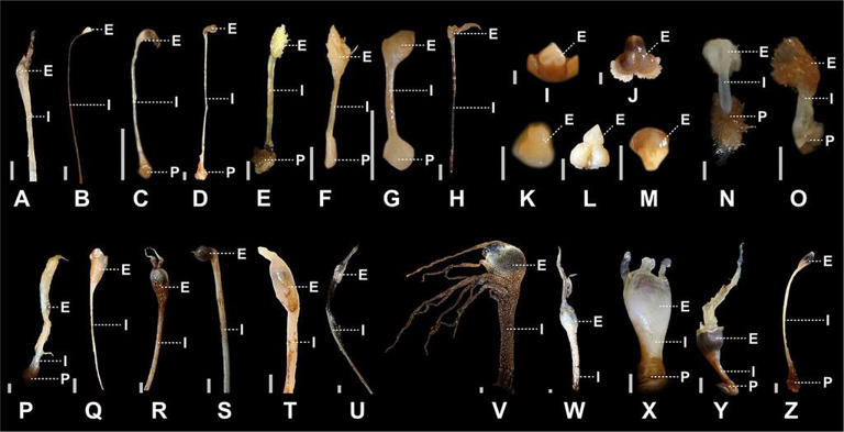Anglerfish are known for their built-in fishing rods. New research ...